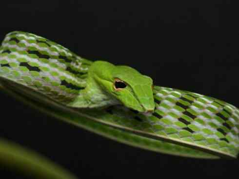 龙:传说的兽原型探秘(树蛇类) 龙:传说的兽原型探秘(树蛇类)