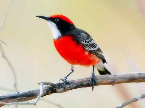 极品红色鸟类:红蜂虎 极品红色鸟类:红蜂虎