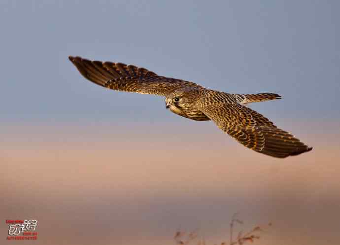 达里湖&nbsp;wbr路&nbsp;wbr红隼