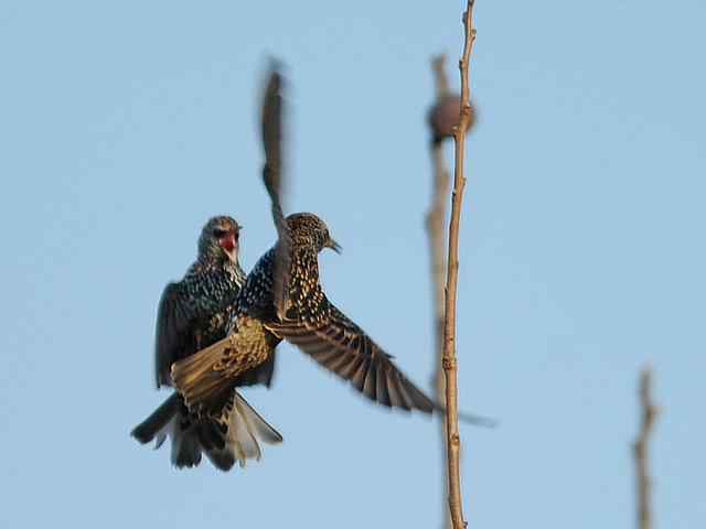 【亚平宁半岛之旅 wbr. wbr紫翅椋鸟】 【亚平宁半岛之旅 wbr. wbr紫翅椋鸟】