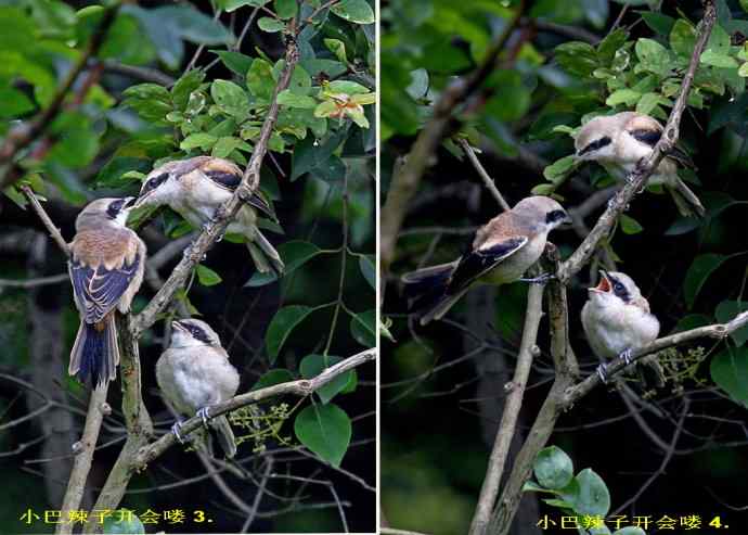207.小伯劳成长记（3）亲鸟育儿篇