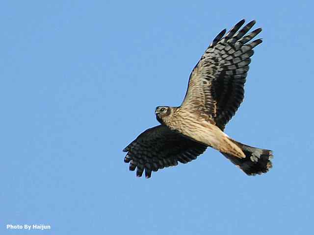 厚道的白尾鹞可以有