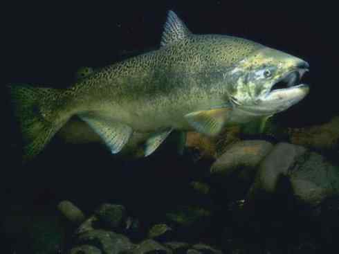 自然奇观:动物大迁徙(大马哈鱼) 自然奇观:动物大迁徙(大马哈鱼)