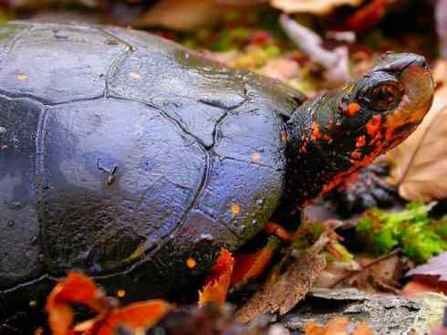 玄武：传说的兽原型探秘（水龟）