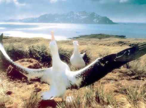 猎奇:奇特的鸟喙之七 猎奇:奇特的鸟喙之七