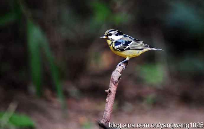 黄腹山雀（12）