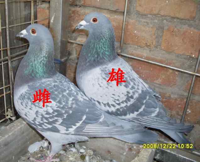 如何区分鸽子的公母