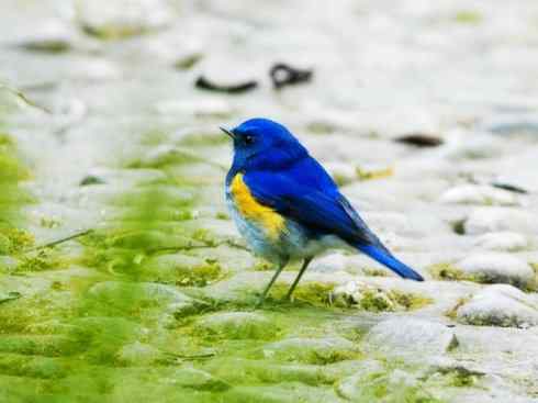 美丽无罪：雀鸟之溪鸲