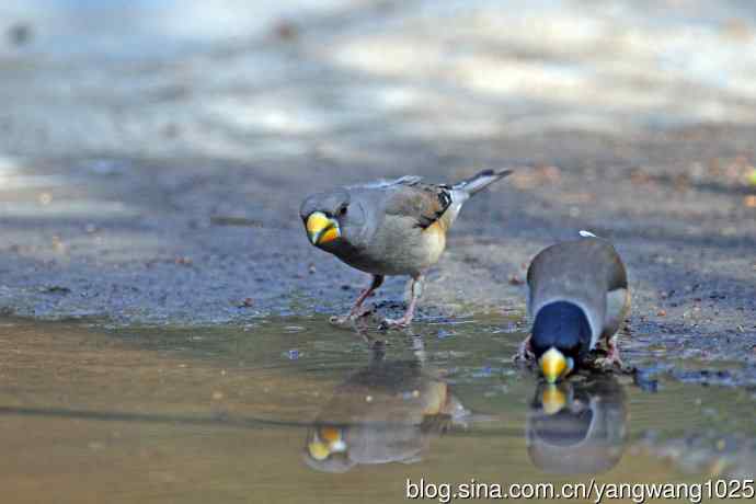 饮水的黑尾蜡嘴雀(1) 饮水的黑尾蜡嘴雀(1)
