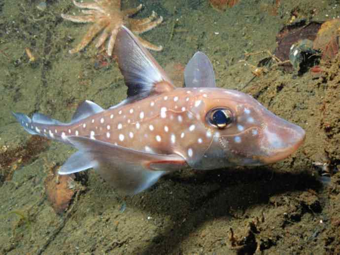 鱼类活化石：叶吻银鲛