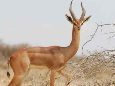 麒麟：传说的兽原型探秘（鹿羚）