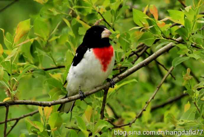 美国鸟类摄影——红胸蜡嘴鸟