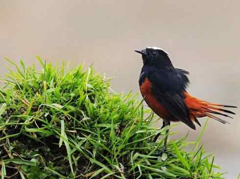 美丽无罪：雀鸟之溪鸲