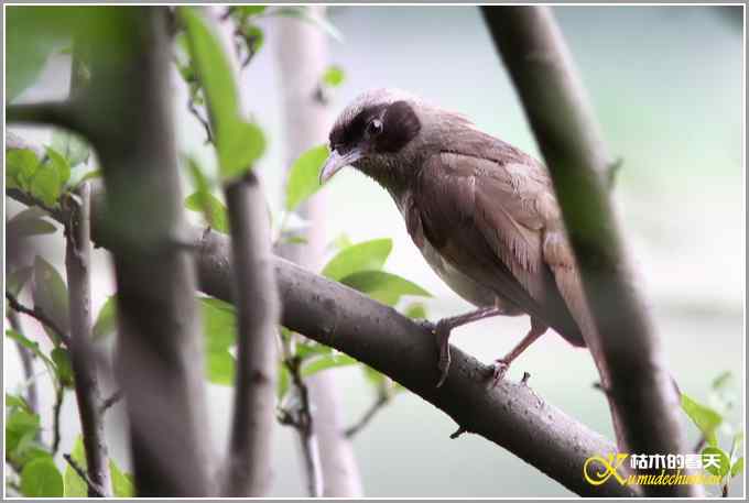 记录“黑脸噪鹛”【照片】