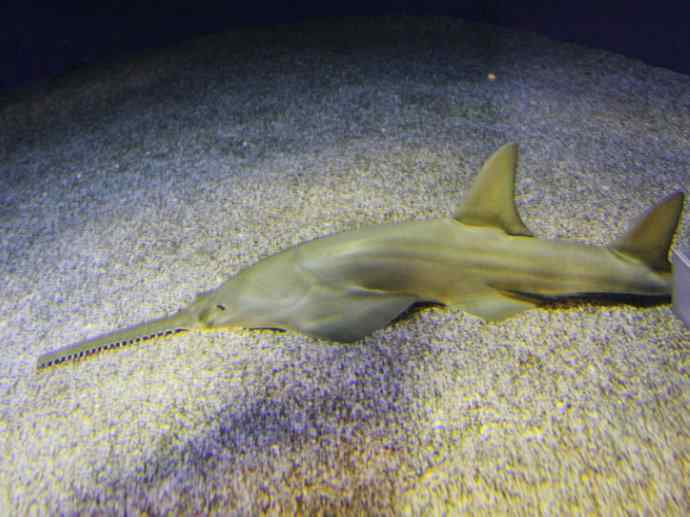 鱼类活化石：锯鳐