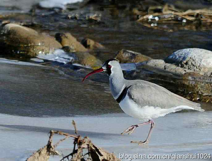 款款走来,鹮嘴鹬