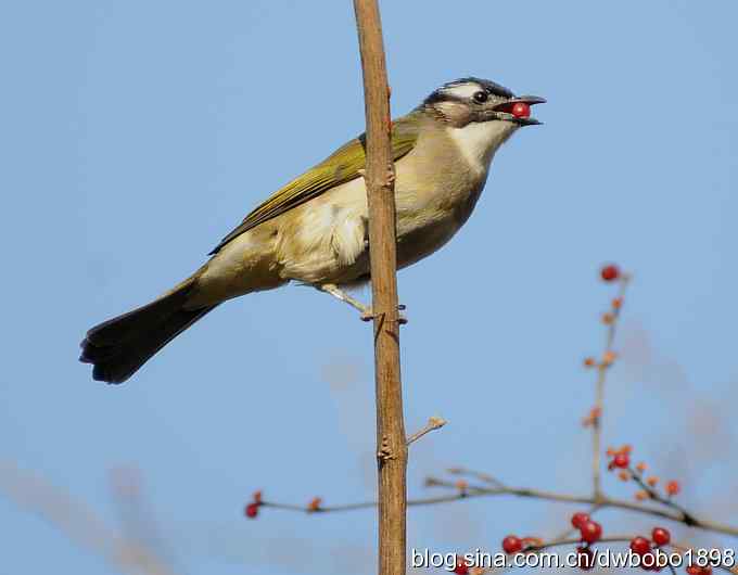 吃红果的白头鹎