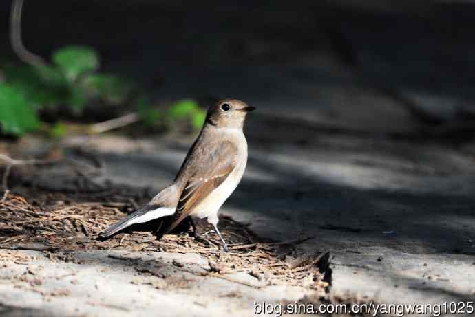 红喉姬鹟（15）
