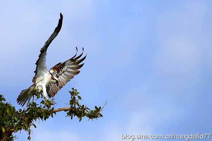 美国鸟类摄影——鹰落枝头