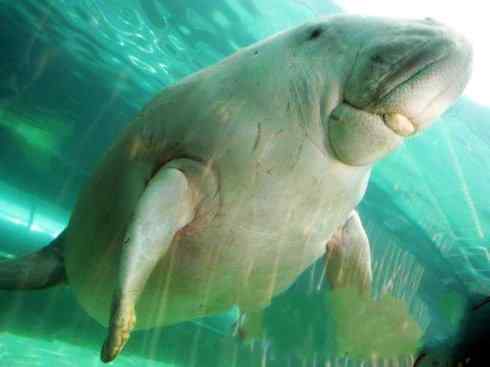 美人鱼：传说的兽原型探秘（海牛）