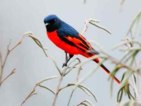 美丽无罪：雀鸟之山椒鸟