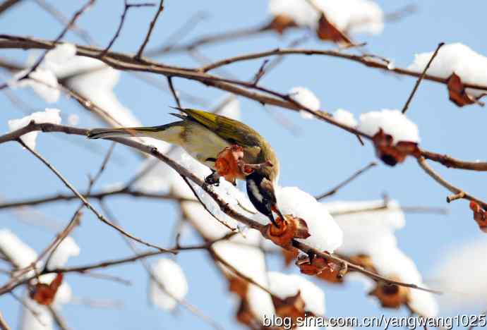 雪中觅食的白头鹎