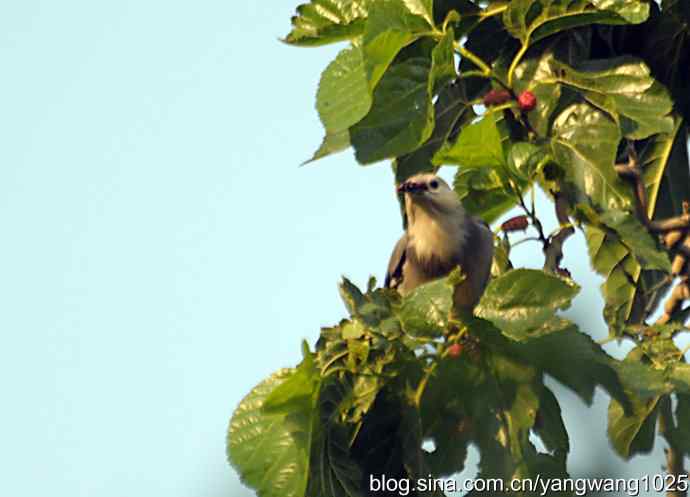 桑树上的北椋鸟、丝光椋鸟 桑树上的北椋鸟、丝光椋鸟