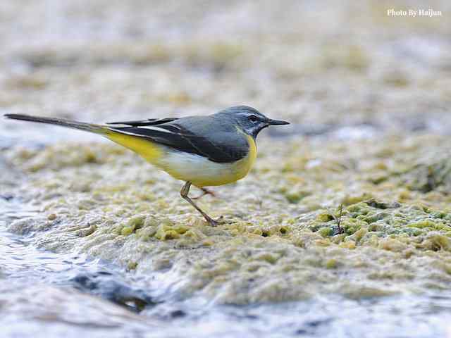 房山十渡(灰鹡鸰) 房山十渡(灰鹡鸰)