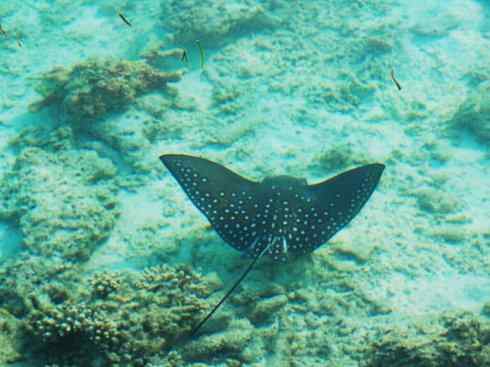 自然奇观：动物大迁徙(鲼)