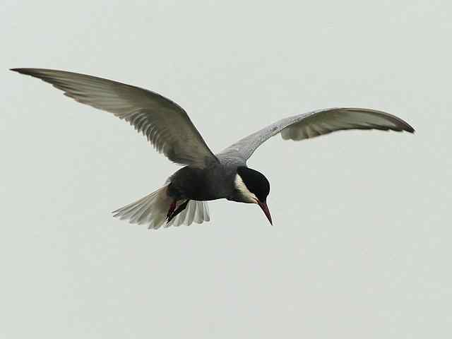 衡水湖印象(彩鹬及其它)