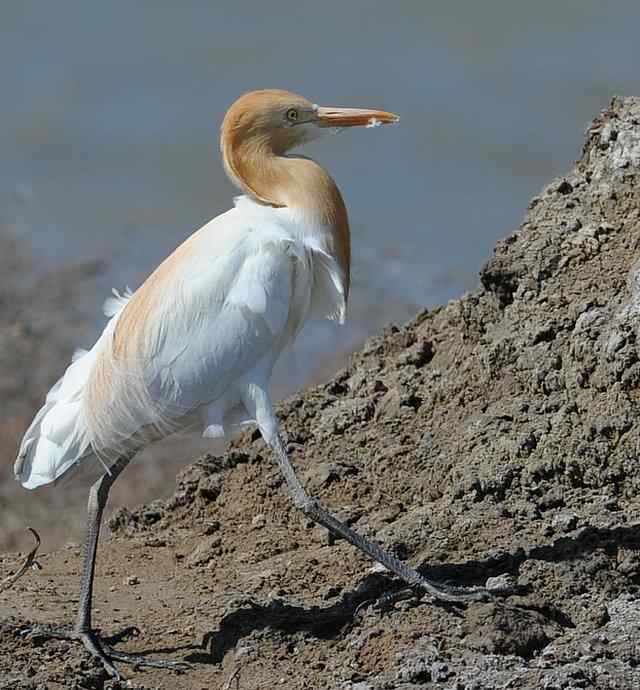 野鸭湖拍摄纪实(牛背鹭黄鹡鸰长脚鹬)