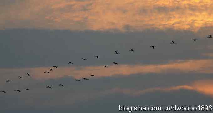 云天鹤影 wbr醉舞冬阳