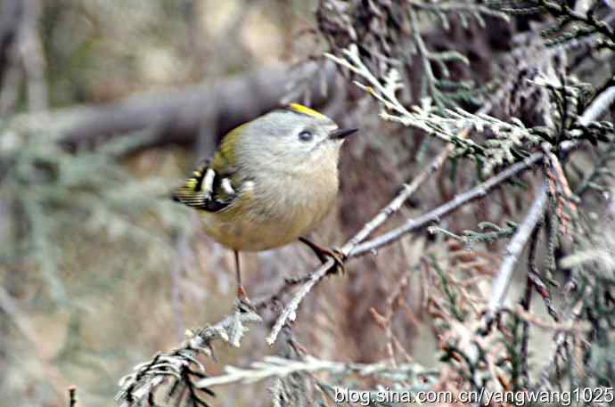 北京天坛公园的鸟类——戴菊鸟 1