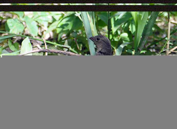 北京天坛公园的鸟类——普通朱雀