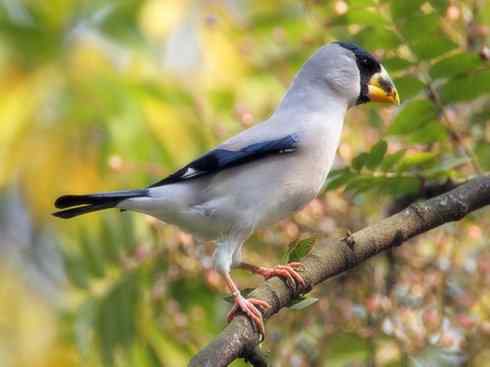家禽驯化之源之二十二（黑头蜡嘴雀、黑尾蜡嘴雀、锡嘴雀）