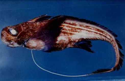 鱼类活化石：银鲛