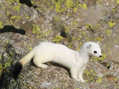 犬科:犬亚科犬属之郊狼、红狼 犬科:犬亚科犬属之郊狼、红狼