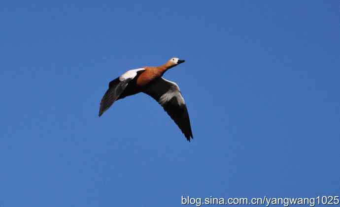 飞 wbr（赤麻鸭） wbr1