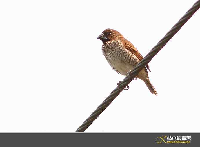 西双版纳拍鸟之二【实拍】