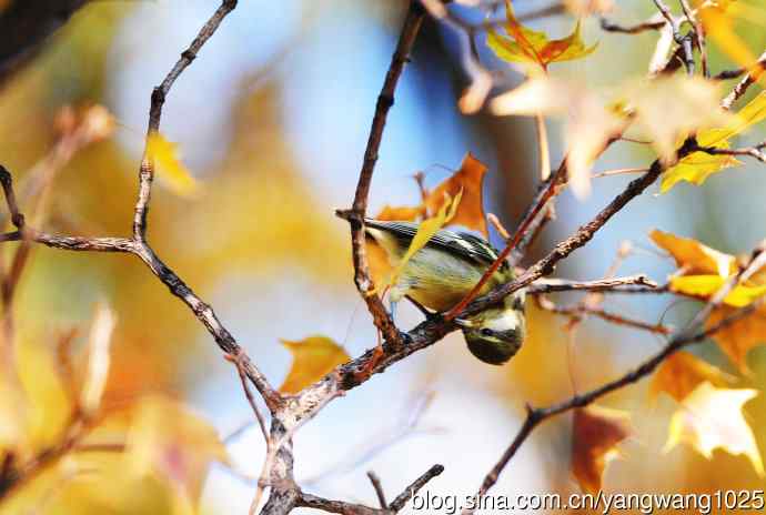 黄腹山雀(3) 黄腹山雀(3)