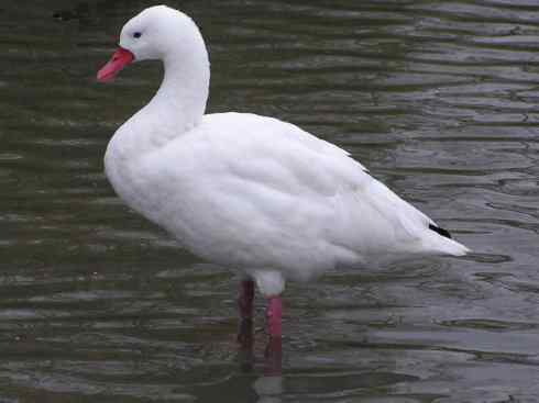 犬科：狐亚科伪狐属之高地狐、河狐、秘鲁狐