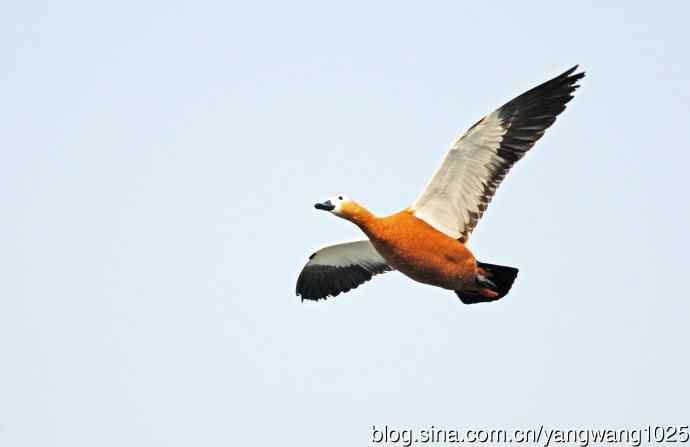 赤麻鸭（抓拍）