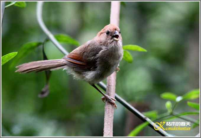 忙中偷闲拍只鸟【照片】