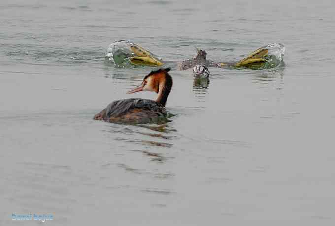 颐和园的凤头 颐和园的凤头