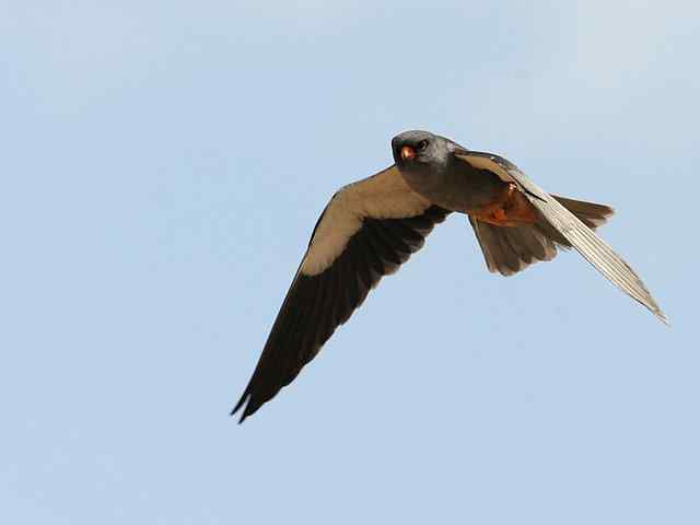 阿穆尔隼咏叹 阿穆尔隼咏叹