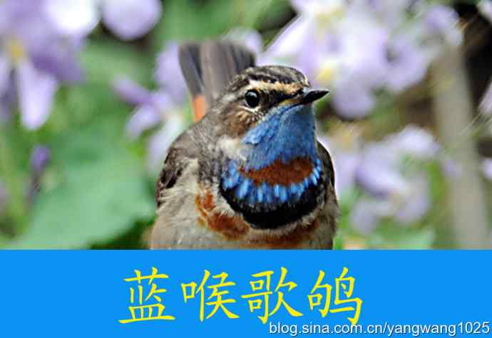 北京天坛公园的鸟类——蓝喉歌鸲 1