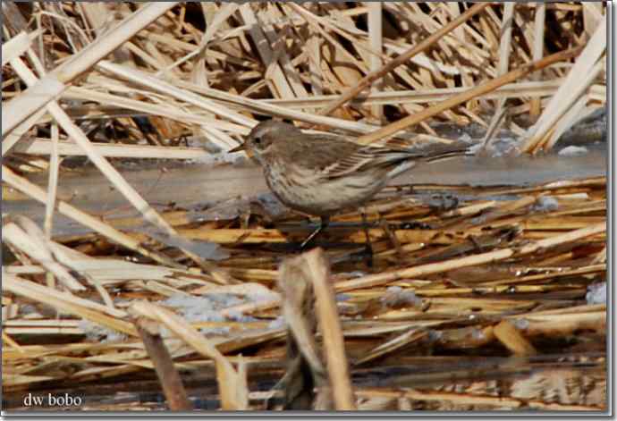 野鸭湖猛禽-红隼、短耳鸮、毛脚鵟