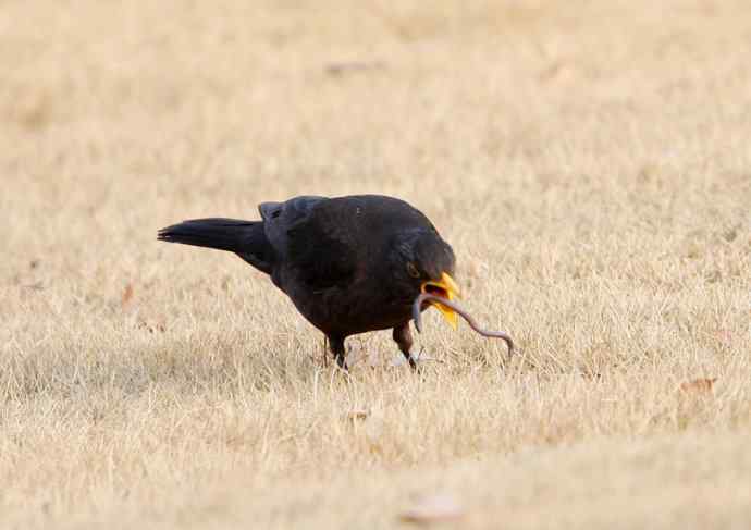 瑞典国鸟--乌鸫