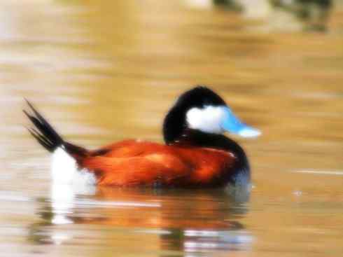 白头鸟系列：另类的美丽（白头硬尾鸭）