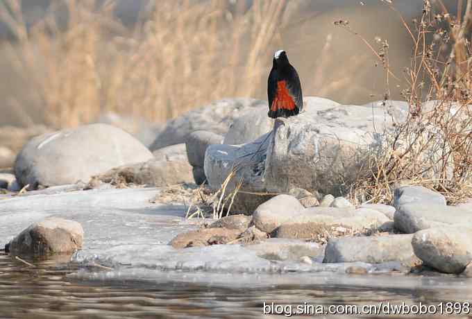 白顶溪鸲 wbr在水一方